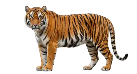 Siberian Tiger Png Transparent - Free Tiger Png Download