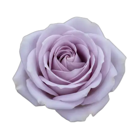 Free Smooth Stem Rose Png Premium Flower Image PNG Image Download