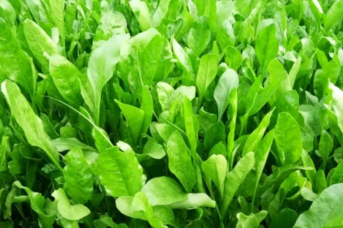 spinach leaf green colorful background green background