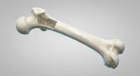strong bones medical illustration - World Osteoporosis Day 2026