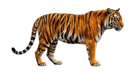 Tiger Animal Png Transparent - Free Tiger Png Download
