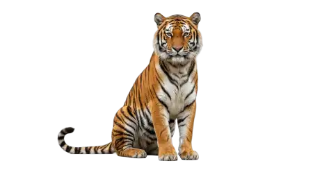 Tiger For Powerpoint Png - Free Tiger Png Download