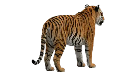 Tiger Full Body Png Transparent - Free Tiger Png Download
