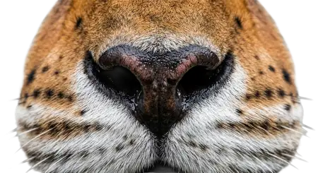 Tiger Nose Png Transparent - Free Tiger Png Download