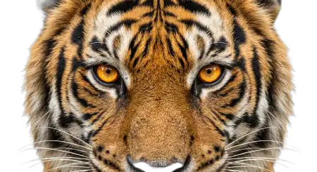 Tiger Paint Effect Png - Free Tiger Png Download