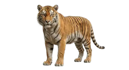 Tiger Realistic 3d Png - Free Tiger Png Download