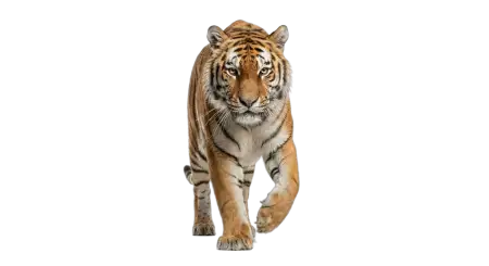 Tiger Sitting Png Transparent - Free Tiger Png Download