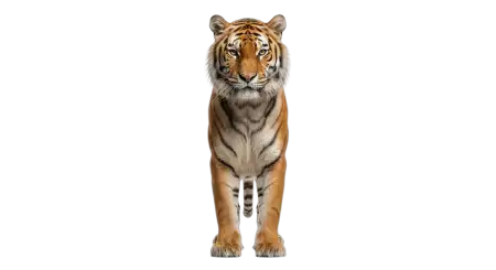 Tiger Standing Png Transparent - Free Tiger Png Download
