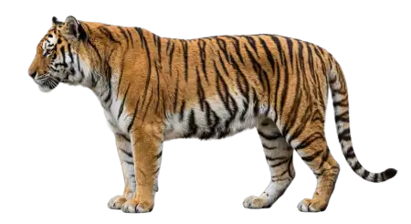 Tiger Stripes Png Transparent - Free Tiger Png Download