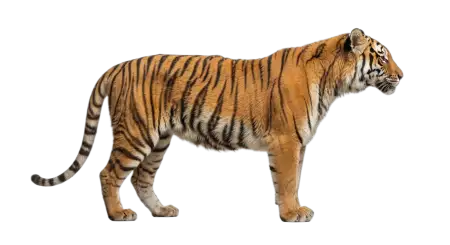 Tiger Walking Png Transparent - Free Tiger Png Download