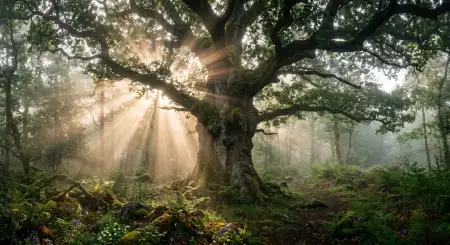 Tree Nature Hd Wallpaper Download - Free Nature Hd Wallpaper Download