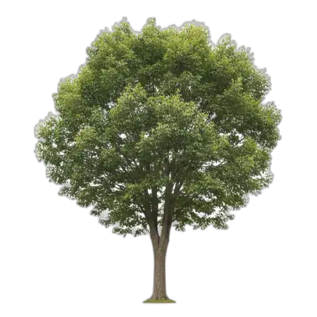 Free Tree Png Cutout PNG Image Download