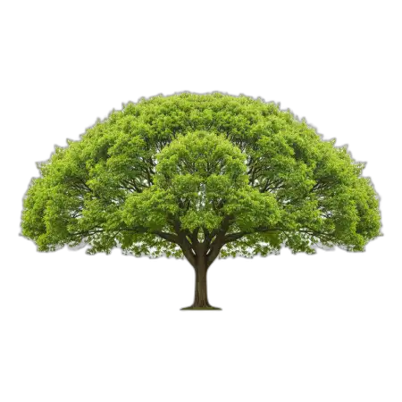 tree png for banner design