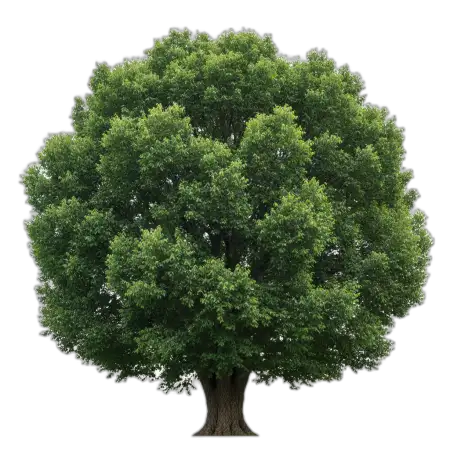 Free Tree Png For Earth Day Poster PNG Image Download