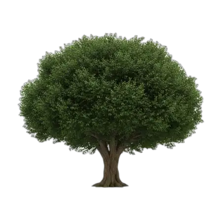 Free Tree Png For Graphic Design PNG Image Download