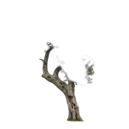 Free Tree Png For Matte Painting PNG Image Download