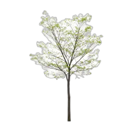 Free Tree Png For Powerpoint PNG Image Download