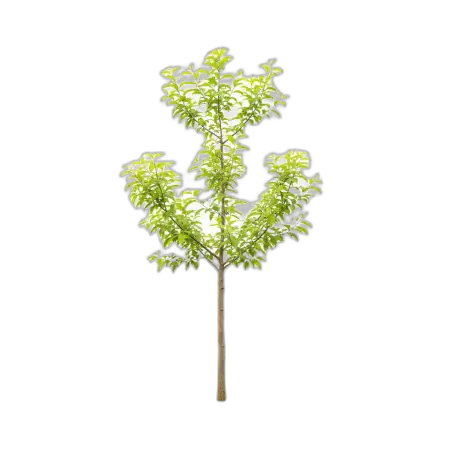 Free Tree Png For Website Design PNG Image Download