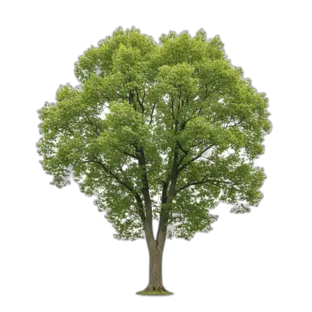 Free Tree Png Free Stock PNG Image Download