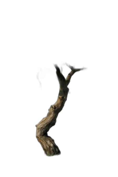 Free Tree Png High Resolution PNG Image Download