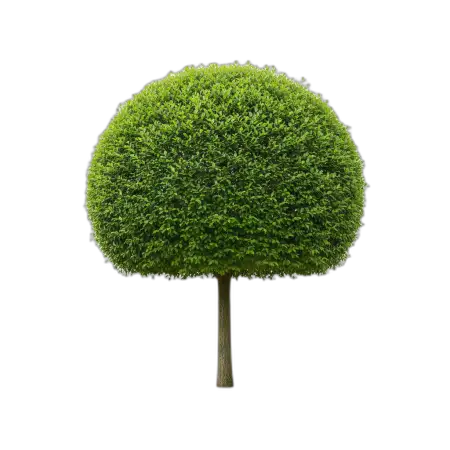 Free Tree Png No Shadow PNG Image Download