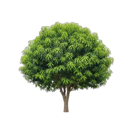 Free Tree Png Photorealistic PNG Image Download