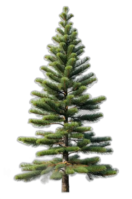 Free Tree Png Without Background PNG Image Download