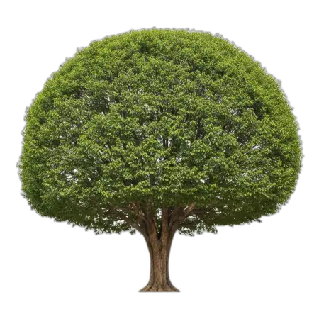 Free Tree Png PNG Image Download