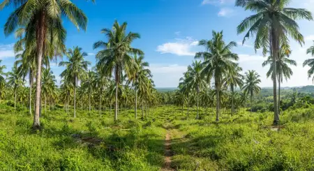 Tropical Summer Landscape Background - Free Tropical Summer Background Download