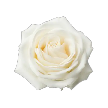 White Rose Png Hd Transparent