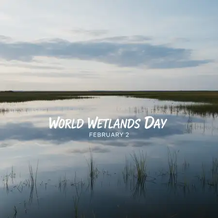 Free World Wetlands Day Hashtags Background Download