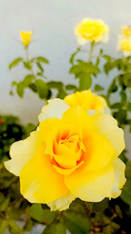 yellow color rose flower - Flower