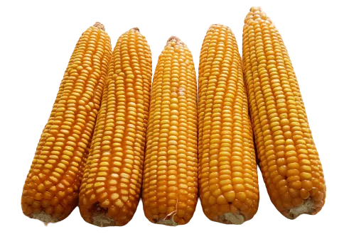 yellow corn makka png picture