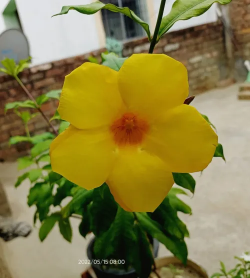 yellow flower with plant