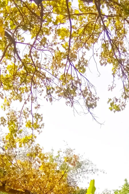 Free Yellow Leaf Tree Plant For Banner Use Photoshop Editing Photo Background Image Download