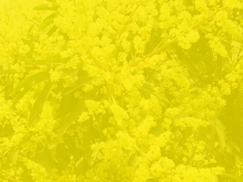 yellow nature background