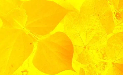 yellow orange leaf background image