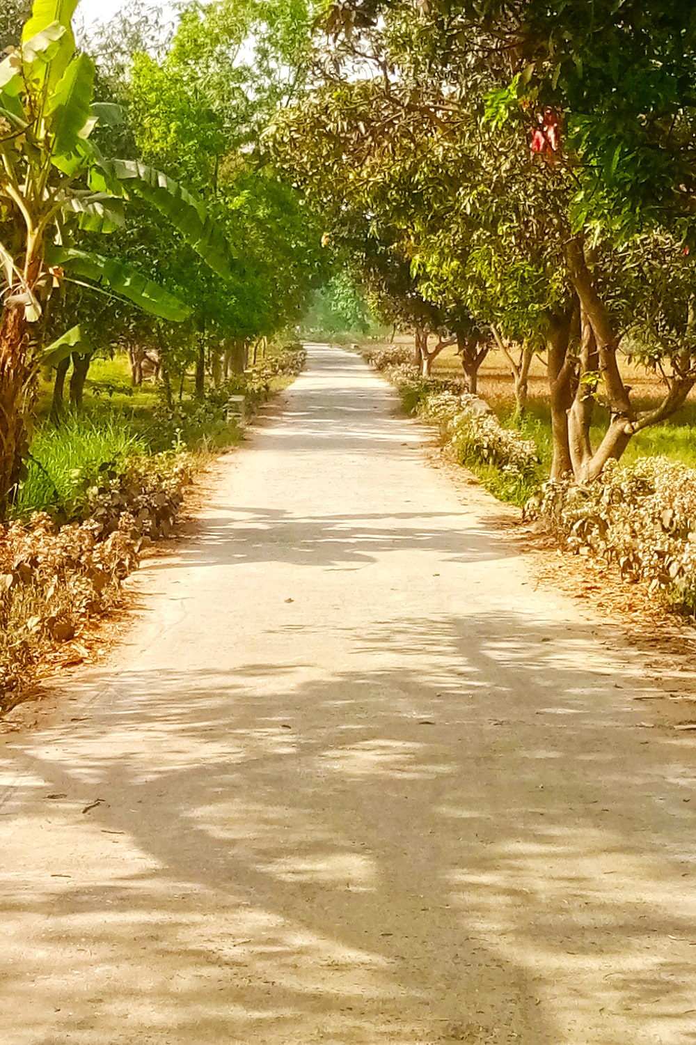 beautiful village road both side trees shade photoshop editing photo