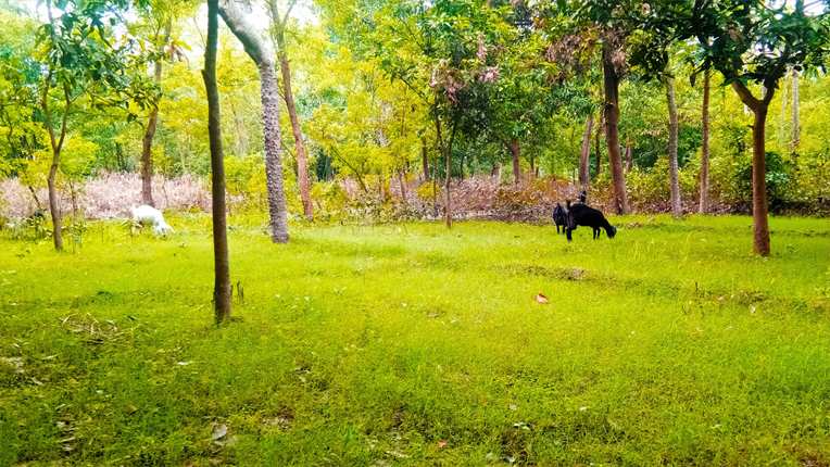 Beautifull Green Garden With Tree And Goat Images For Photoshop Editing Hd Online - Royalty Free Photoshop Image Download | Pngmagic 2025 Free Download Beautifull Green Garden With Tree And Goat Images For Photoshop Editing Hd Online - High Quality Photoshop Background