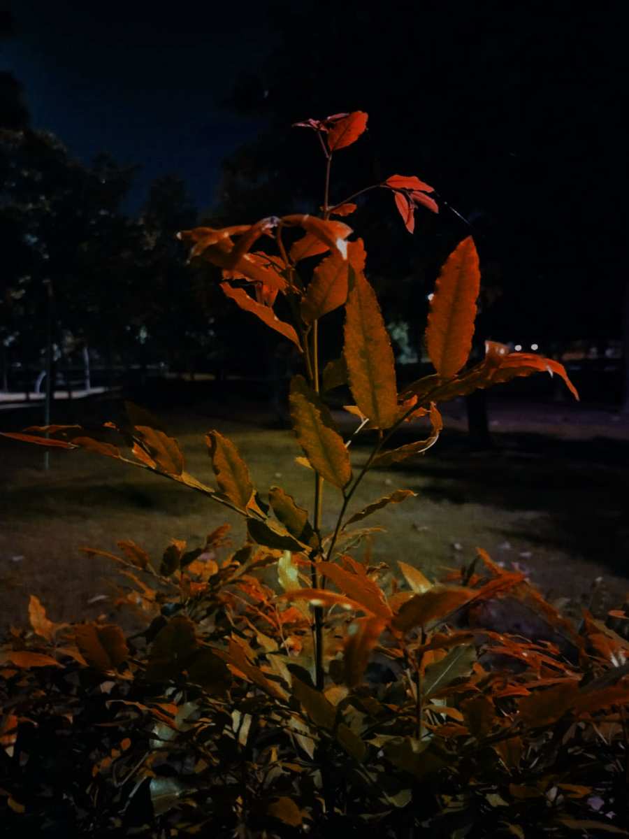 Pictures Of Plants Looking In Night - Royalty Free Plant Image Download | Pngmagic 2025 Free Download Pictures Of Plants Looking In Night - High Quality Plant Background