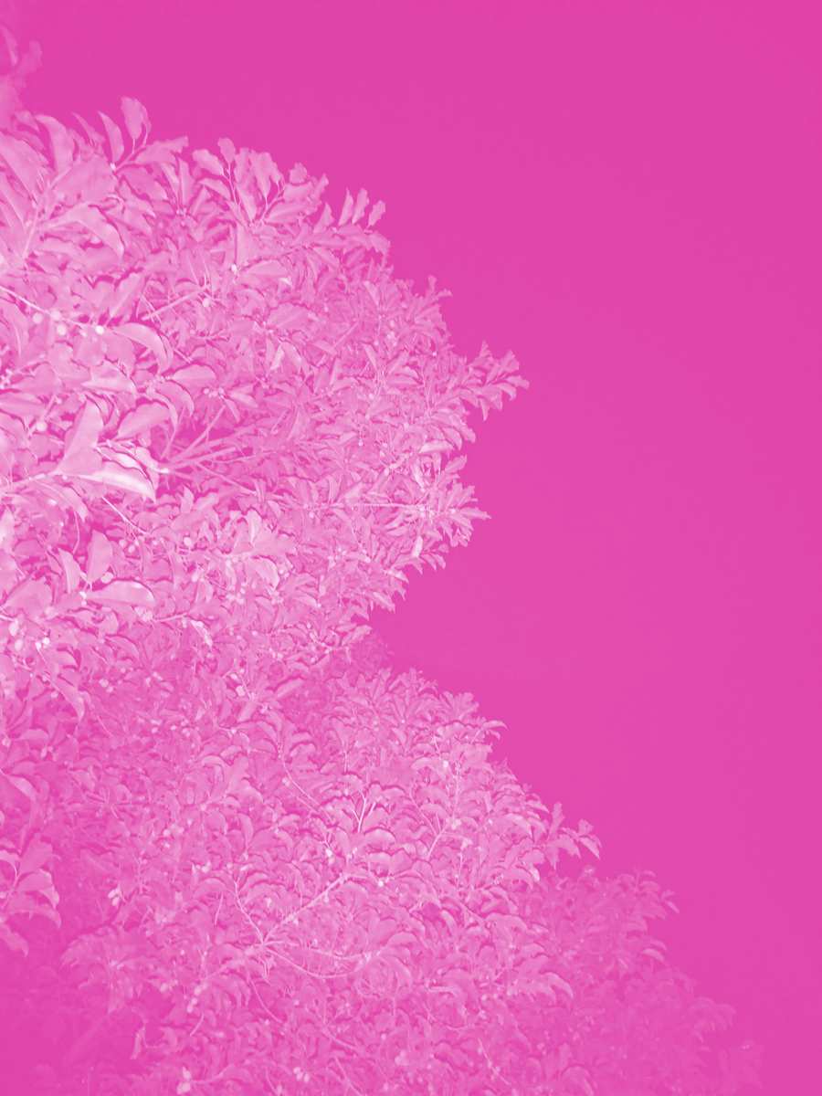 Pink Background Wallpaper