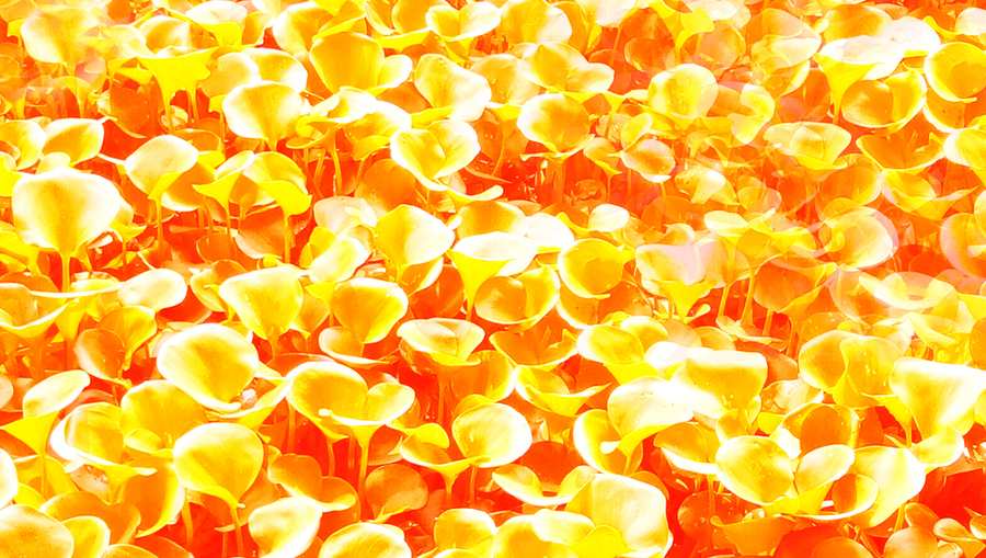 Red And Yellow Nature Background - Royalty Free Red Yellow Image Download | Pngmagic 2025 Free Download Red And Yellow Nature Background - High Quality Red Yellow Background