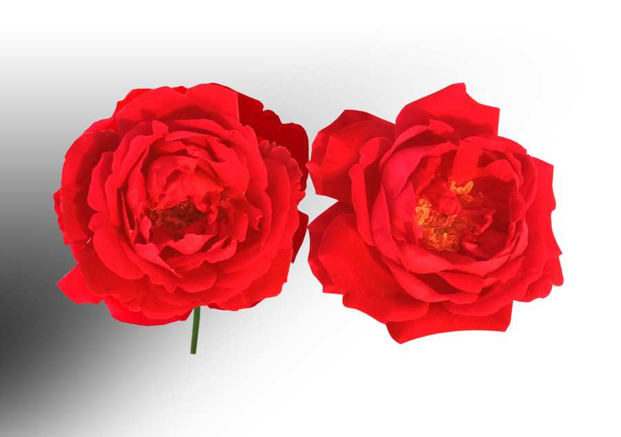 Red Rose Black and White Background
