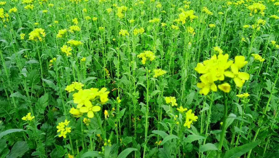 Sarso Flower Mustards Mustard Plant Family Green Background Nature Background - Royalty Free Sarso Flower Mustards Mustard Plant Family Green Background Nature Background<div><br></div> Image Download | Pngmagic 2025 Free Download Sarso Flower Mustards Mustard Plant Family Green Background Nature Background - High Quality Sarso Flower Mustards Mustard Plant Family Green Background Nature Background<div><br></div> Background