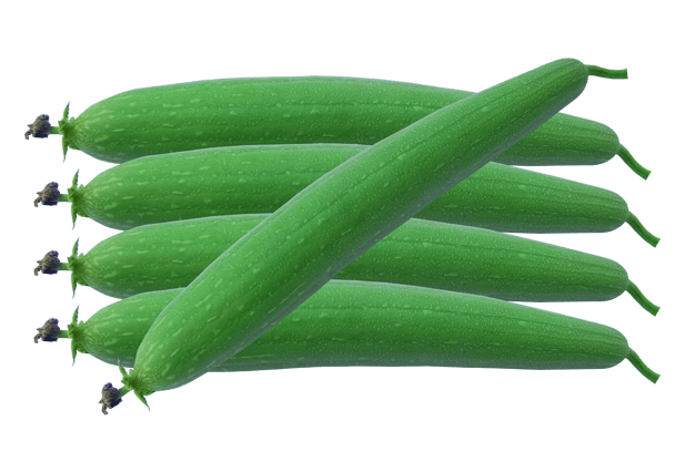 Ridge Gourd Vegetable Flowers and Leaves: 1000+ Free Download Vector