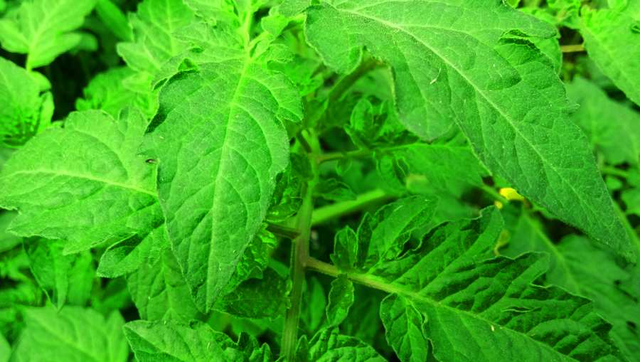 Tomato Tree Plant Leaf Green Background Nature Background