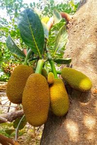 jackfruit tree for photoshop editing hd online