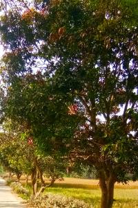 mango tree in land on road side photoshop editing photo