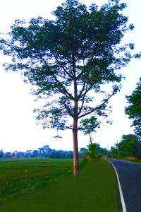 agricalture side main road and a big tree for photoshop editing hd online