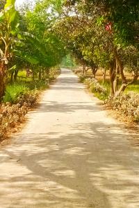 beautiful village road both side trees shade photoshop editing photo